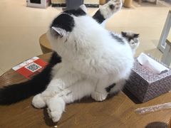 -藏猫猫咖啡主题馆(中央大道店)