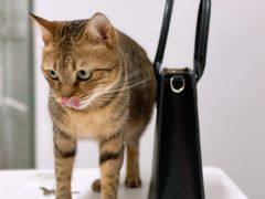 -御宝贝·A梦猫科宠物医院(国际猫友好医院)