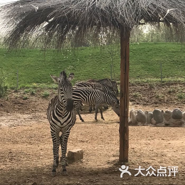 北京野生动物园南区停车场