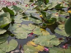 -中国科学院西双版纳热带植物园