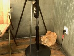 -肥仔文澳门猪骨煲(南京西路店)