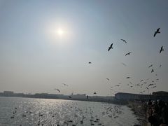 -烟墩角天鹅湖