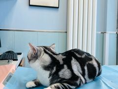 -纳吉亚猫专科动物诊疗中心(蒋宅口分院)