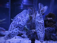 -太平洋海底世界