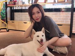-柴犬高等学院·狗咖·柴犬售卖·宠物训练