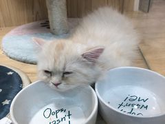 -屋虎猫馆(宝安大仟里店)