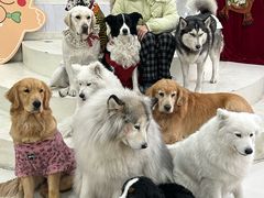 -汪说·狗咖·拼豆·宠物周边DIY(旺城大厦店)