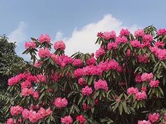 -贵州百里杜鹃风景名胜区