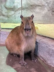 -Zoolung Zoolung动物主题公园(海信广场店)