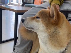 -美联众合动物医院·24h京西诊疗中心