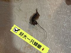 -一煲鸽