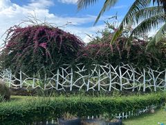 -亚龙湾国际玫瑰谷