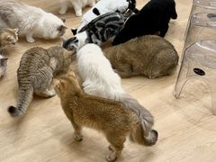 -有喵·猫咖·狗咖·30几只猫10只小狗(岗厦店)