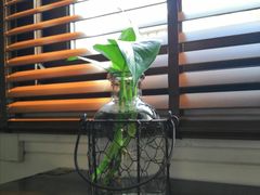 -海宁名门百合(文宗南路店)