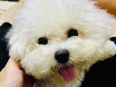 -帕帕拉兹宠物(亚洲旗舰店)