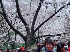 -武汉大学-樱园