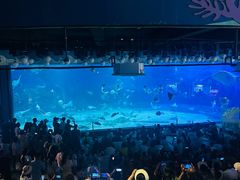 -烟台海昌鲸鲨海洋公园