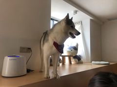 -Husky Go! 哈士奇体验馆·宠物咖啡厅狗咖