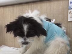-北京观赏动物医院·24小时大型综合·猫专科·异宠专科