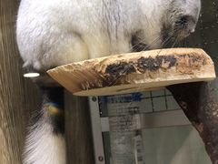 -藦茜花园宠物主题亲子互动体验馆(国顺东路店)