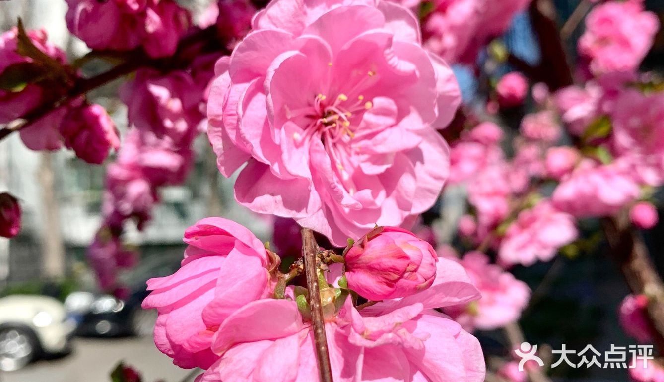 花朵🌺怒放🐝