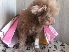 -爱派特动物医院·全科诊疗中心