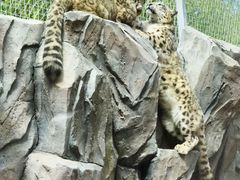 -青藏高原野生动物园