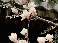 -春风习习