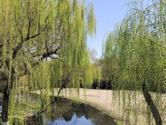 -柳浪闻莺公园