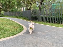 -景田北六街公园宠物主题园