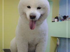 萨摩美容-可爱是宠物(容辰庄园店)