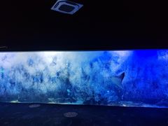 -江和美海洋公园