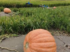 -中国天府农业博览园