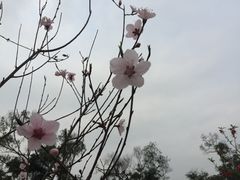 -金鸡山公园
