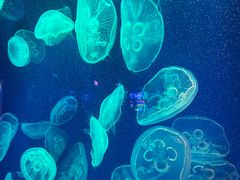 -成都浩海立方海洋公园