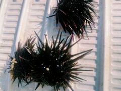 -西涌国际滨海旅游区