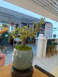 -章光101防脱养发荟