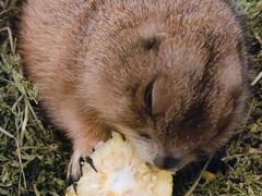 -有猫主题·治愈系猫咖(曾厝垵店)