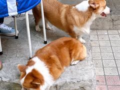 -小梁哥云吞面(黄贝岭店)