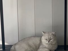 -关爱宠物医院·猫科中心·消化科(滨湖万达分院)