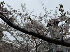 -高东镇樱花园