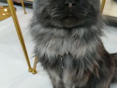 -糯米喵星人·撸猫猫舍咖啡馆(西市场嘉华店)