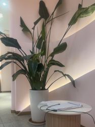 -MUSES专业脱毛比基尼サロン日式连锁