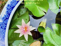 -上海滨江森林公园