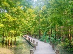 -桤木河湿地公园