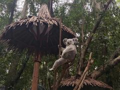 -广州长隆野生动物世界