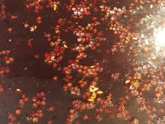 -岗上渣渣老火锅(两路口店)