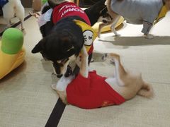 -逗柴咖啡屋·狗咖猫咖宠物桌游