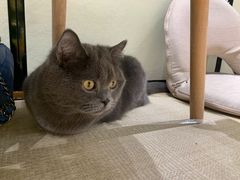 -逗柴咖啡屋·狗咖猫咖宠物桌游