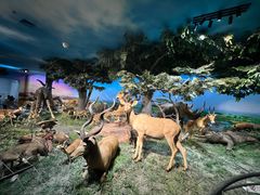 -国家自然博物馆